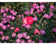 Skullcandy Smokin' Buds Pink - 1610160 - zdjęcie 4